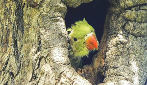 Parrots are wild animals, rules HC; orders Maharashtra Government to compensate farmer for crop damage