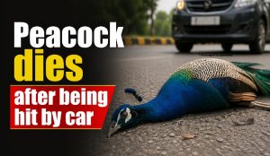 Peacock dies after being hit by car