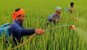 Pesticide residues found in 58 food samples tested in Kerala, says Minister Siddique