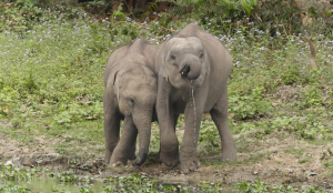 PETA moves SC over elephant Madhuri's rehabilitation at Vantara