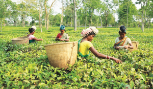 Planters’ body ask Assam Govt to address ‘administrative’ concerns for providing land patta