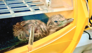 Project GIB Captive Breeding Programme enters 4th year