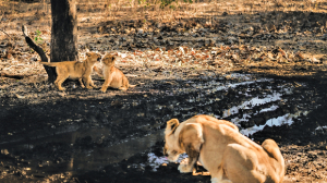 Protecting the living heritage