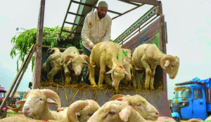 Punjab ends livestock tax, ending Kashmir mutton crisis