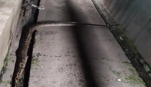 Python spotted near Vande Bharat Express triggers panic at Haridwar station