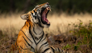 Rail Line Through Central India Tiger Corridor Gets Nod