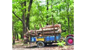 Rajaji tree felling intensified amid national highway protests