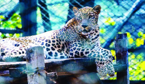 Rajasthan: HC orders comprehensive framework for protecting leopard habitat in Pali district