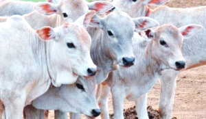 Rajasthan to vaccinate 2.32 crore cattle against FMD