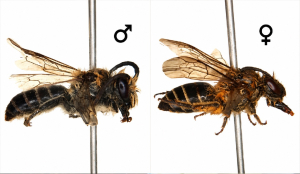 Rare Bhutan-China bee species found for first time in Arunachal