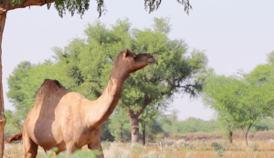 Rare Malvi camel breed faces extinction threat, conservation measures initiated