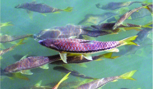 Rare two-sex carp discovered in Tehri Dam