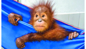 Rescued orangutans battle anaemia