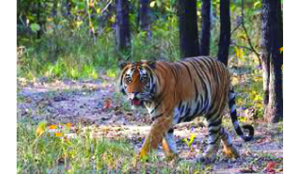 Satpura Centre rewilds 25 tigers in 10 years