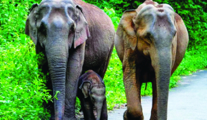 SC directs for proper upkeep of captive elephants