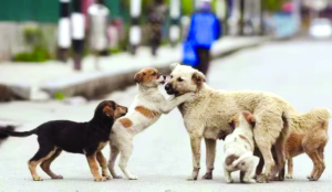 SC refuses to recall order on sterilisation of stray dogs