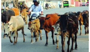 SC stays Madras HC order on cow slaughter