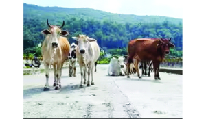 SC to set up bench to hear NHAI plea against direction to build shelters for stray cattle