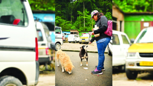 SC warns accountability for States, feeders in dog attacks