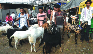 Sealed by authorities, decades-old goat market in Varanasi wears deserted look on Bakrid