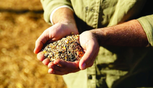 Seed firms hold 20-30% surplus stock for Kharif: FSII