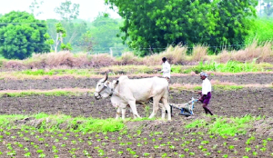 Sowing area in Marathwada down by 7 per cent amid rainfall deficit