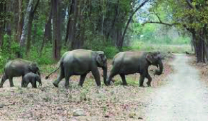 States can’t create blockades in elephant corridors: SC