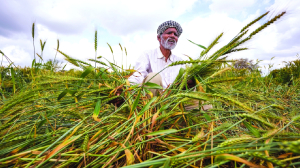 Storm and hail damage crops; Chouhan steps in with relief measures