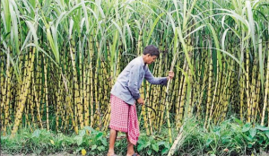 Sugar prices surge 15.6 per cent in a month; political row over ethanol policy deepens