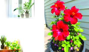 Summer blooms on our balconies