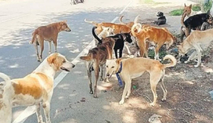 Supreme Court Refuses Clarification On Stray Dog Euthanasia Ruling, Declines To Reopen Judgment