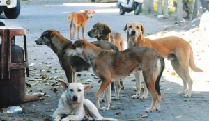 Supreme Court Refuses Stay on Stray Dog Relocation Order