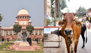 Supreme Court stays Madras HC order on cow slaughter ban in Tamil Nadu