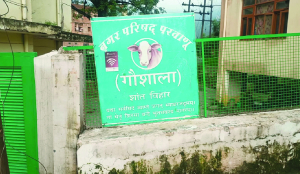 Sustainable initiative for welfare of cows in Solan
