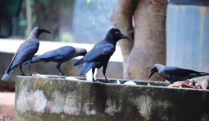 Tamil Nadu on alert over reports of deaths of crows