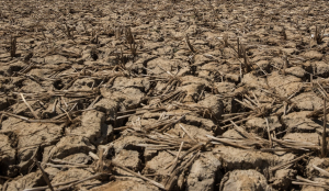 Tamil Nadu sets up expert panel to assess impact of strong El Nino