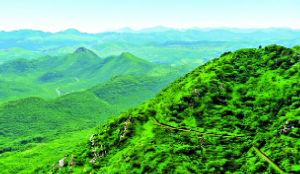 The Aravalli green shield: India’s living defence against the desert