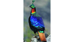 The bird that had to raise its voice