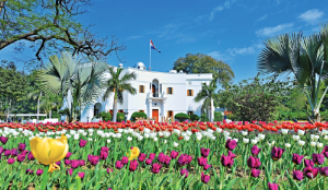 The bloom of the tulip diplomacy