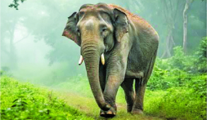 The challenge of human-elephant coexistence