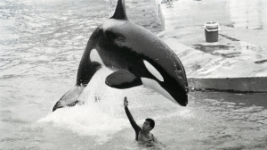 The dangerous paradox of human-animal interaction