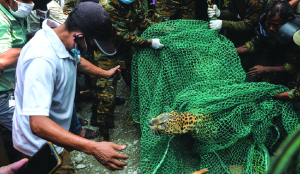 The forgotten martyrs: India’s forest guards are dying to save the forests