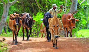 The sacred bond: Cow as a living symbol of Indian civilisational ethos