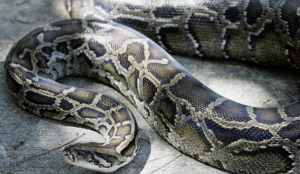 Thrissur python meat case: Three arrested for allegedly catching, cooking and eating snake