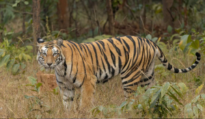 Tiger attack near Bandhavgarh Reserve kills woman, sparks anger among villagers