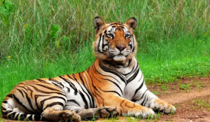 Tiger Attack Near Kanha Leaves Young Man Seriously Injured
