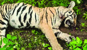 Tiger cub found dead in Bhopal forest, territorial fight suspected