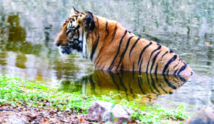 Tiger found dead in Panna reserve; third in three months