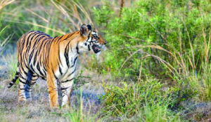 Tiger kills woman in Madhya Pradesh