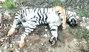 Tiger poisoned to death near Satpura Reserve in MP, 5 held